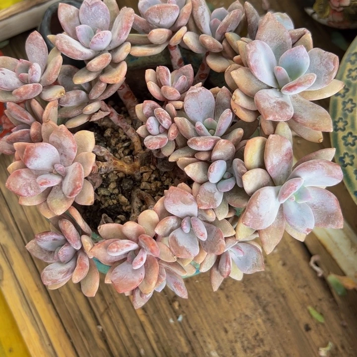 新年快乐 新年快乐