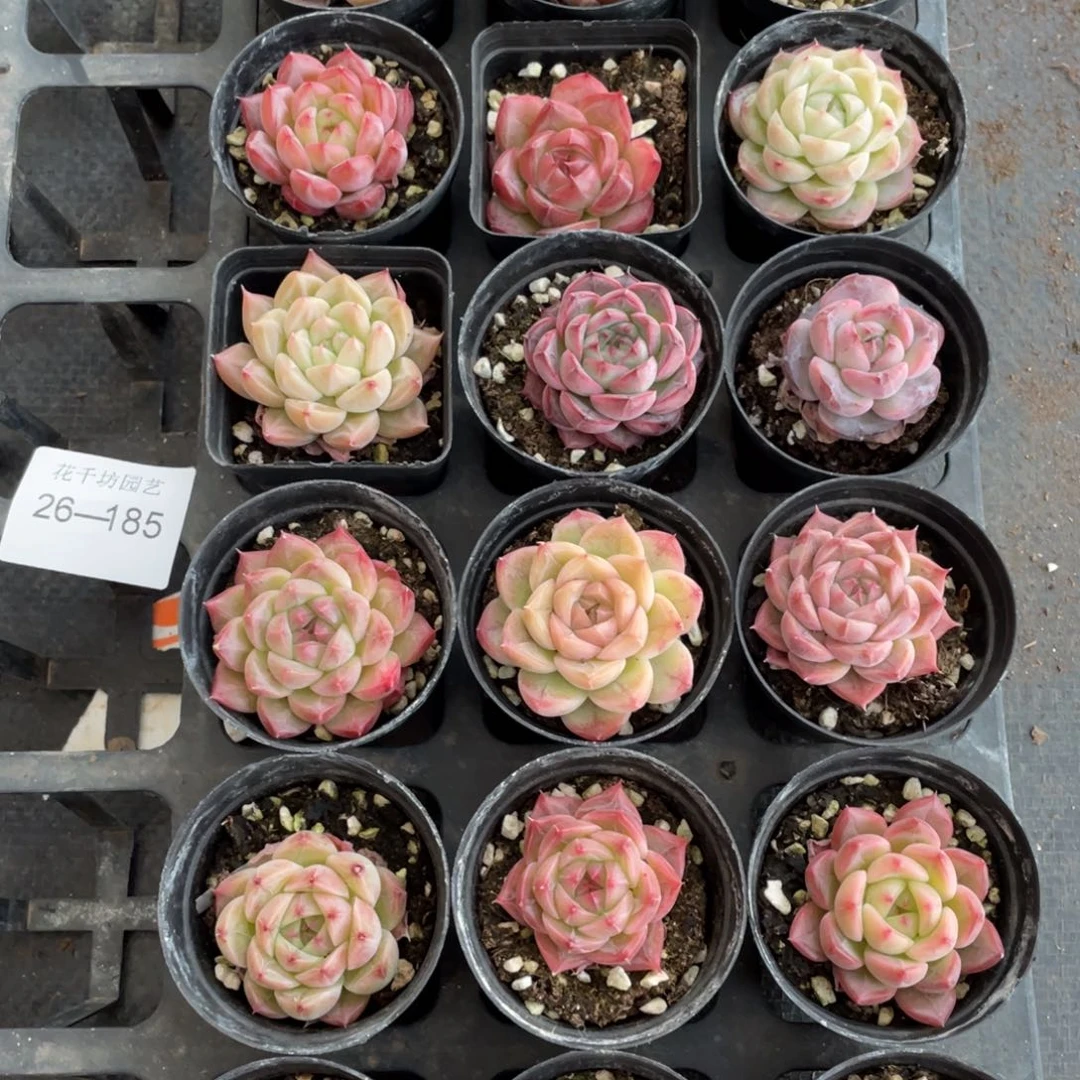 一物一拍18颗26-185