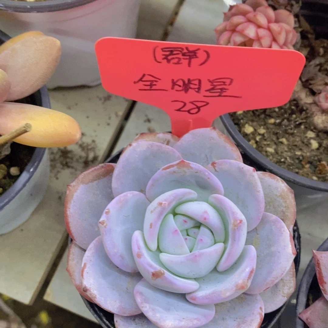 开心多肉，首播2欢迎
