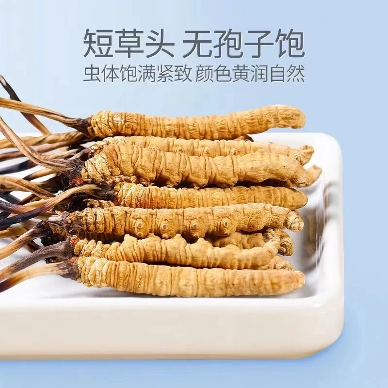 西藏那曲2024头期草2根/一克高海拔小黄牙精选高品质冬虫夏草