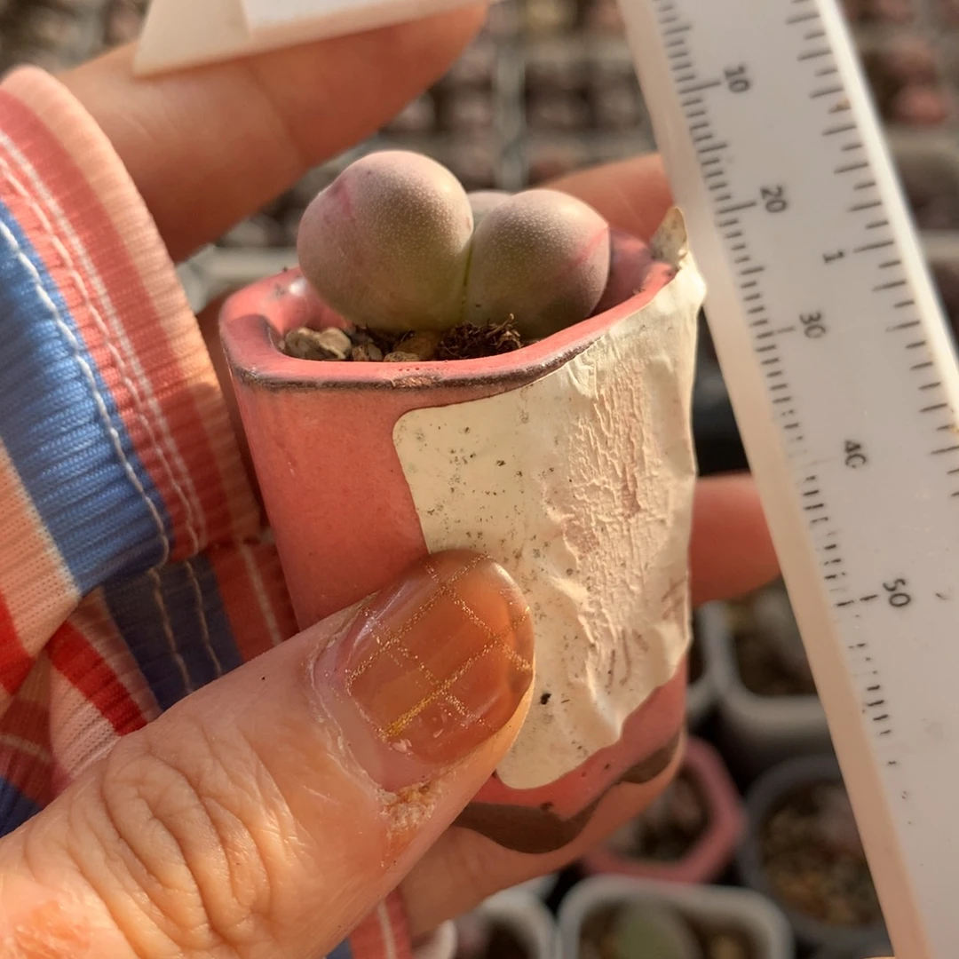 有锦纹米可奶 晒了瑕疵