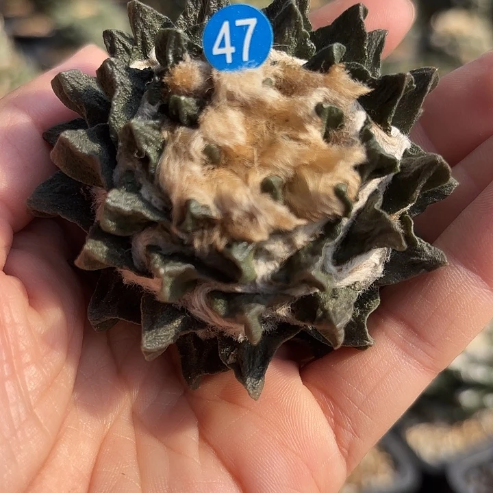 袖蒲苗接落地仙人球47