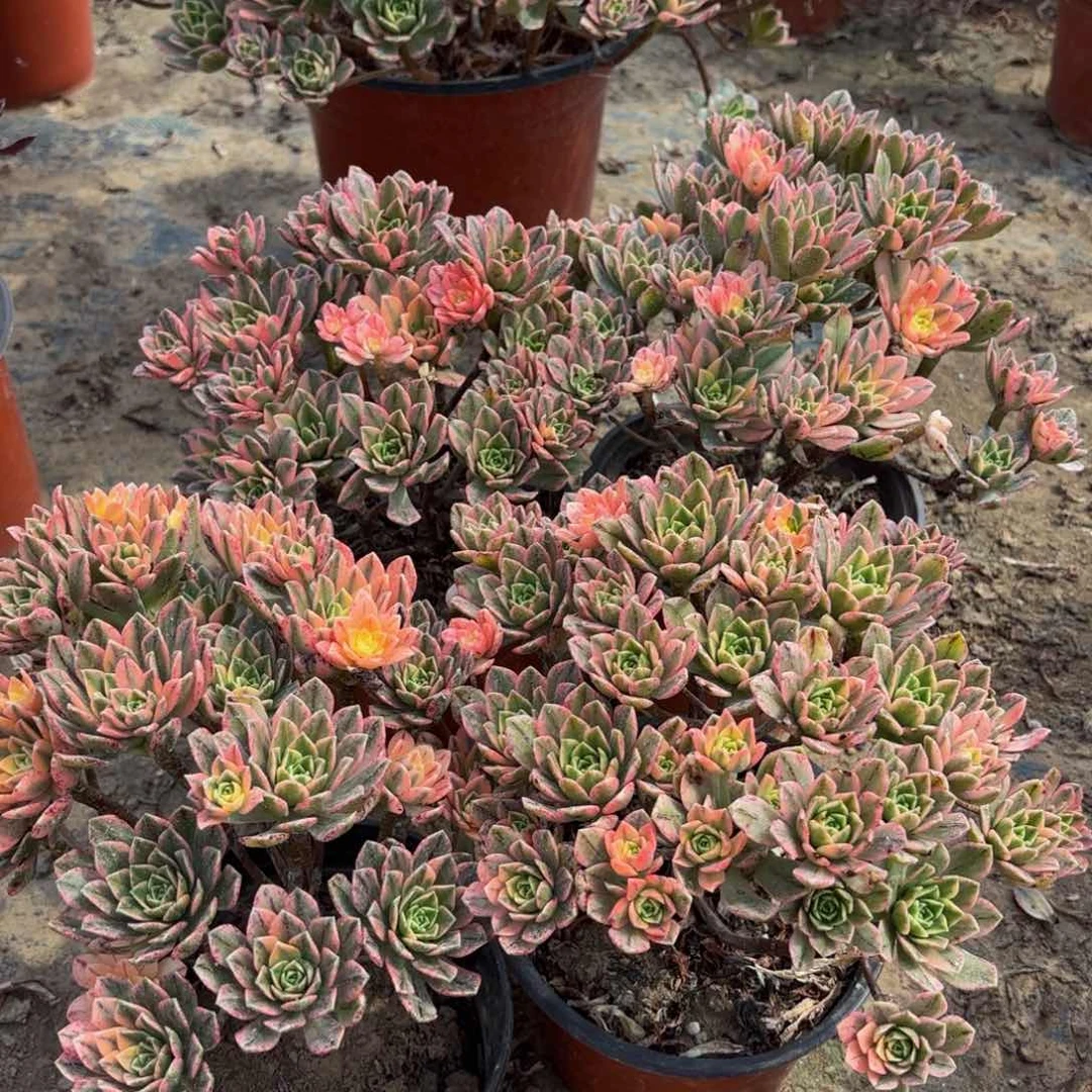 甜茶木质老桩两颗9.9法师