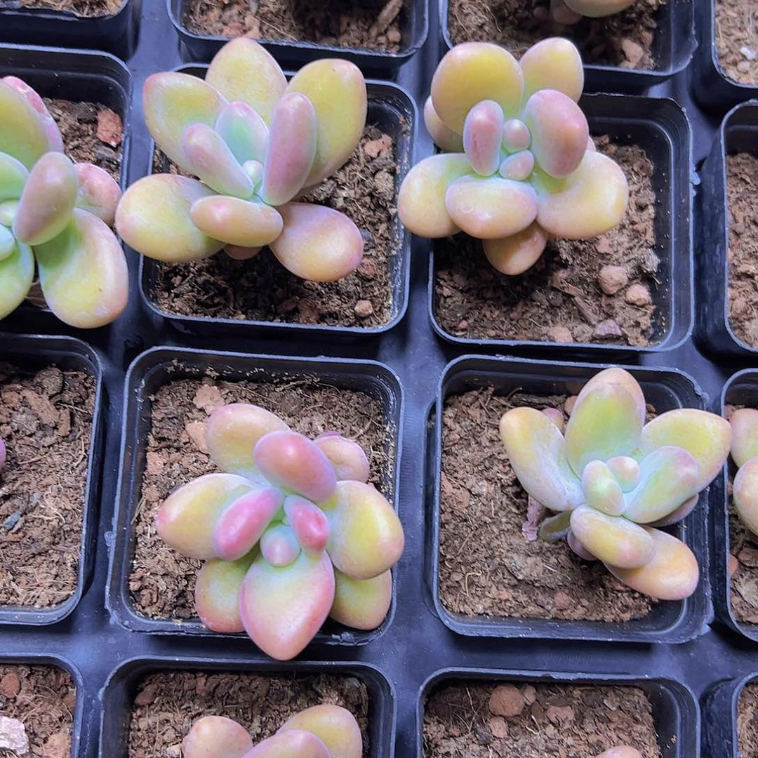 芒果奶19包邮多肉