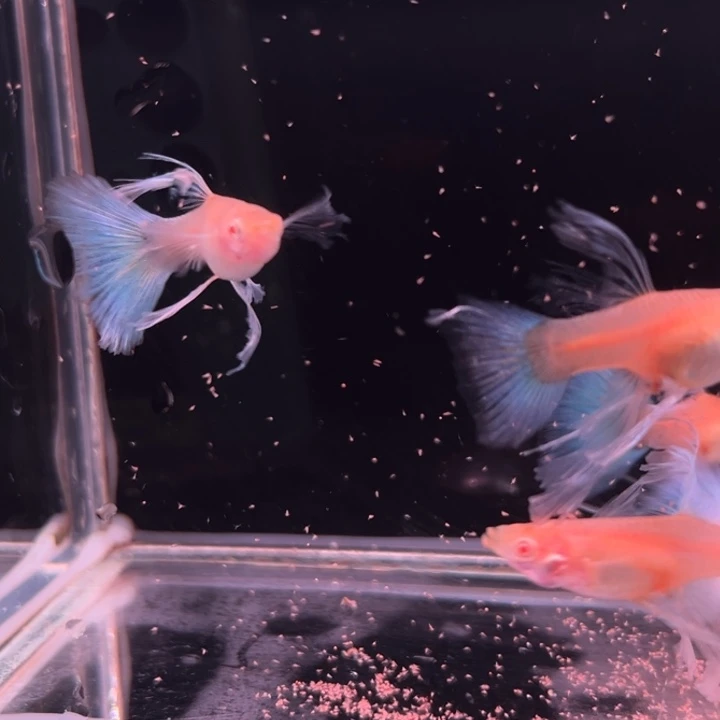 孔雀鱼蓝白大C母4条