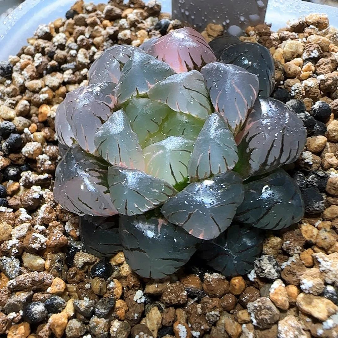 370号非组冰灯玉露锦 4.5 厘米左右一物一拍带盆发货