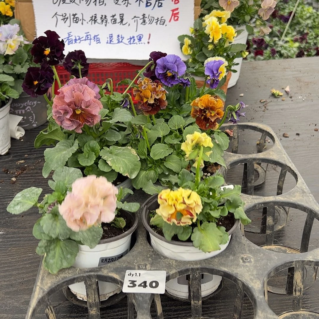 大部分花苞少量开放340号