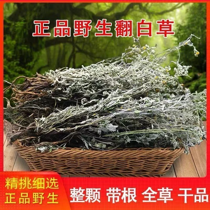 正宗野生翻白草精选翻白草干货无硫翻白草中药材正品新货可切打粉