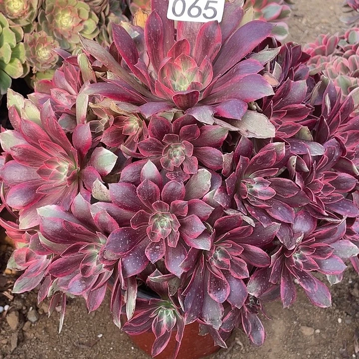 065浣纱多肉植物的