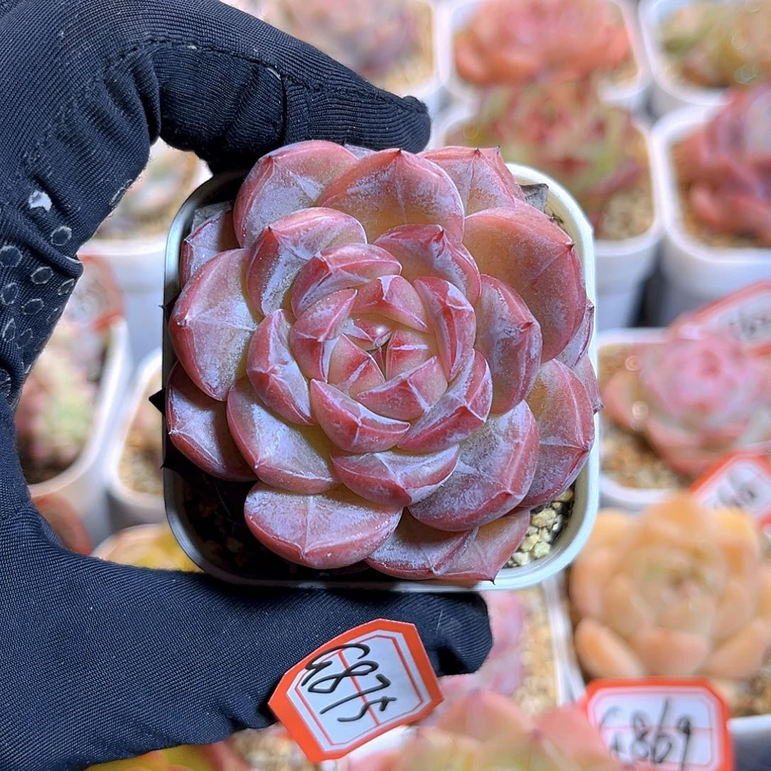 G875  新品珍妮多肉18包邮