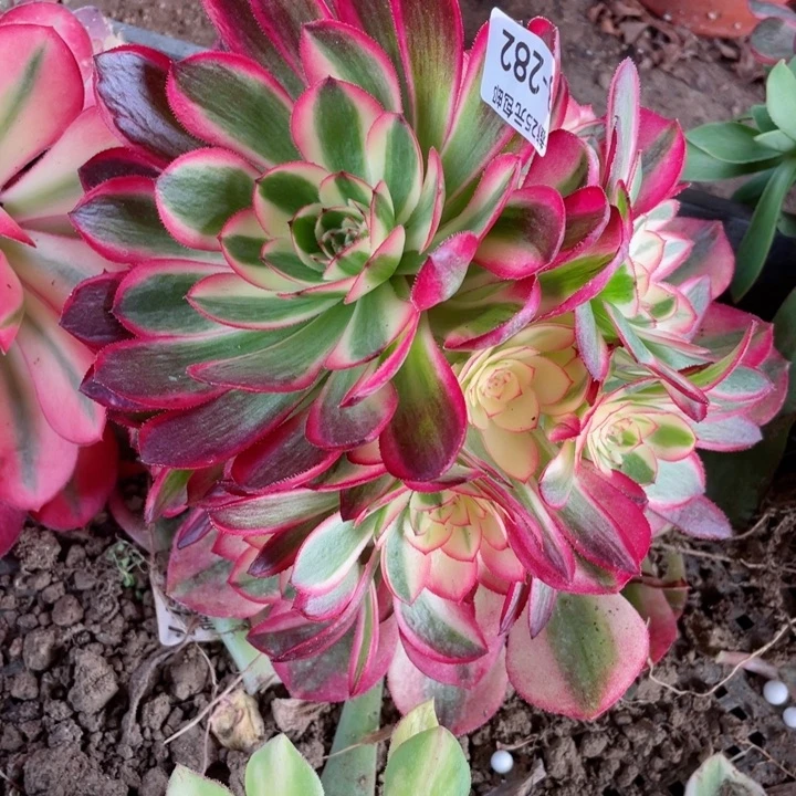 282荔枝多肉12345675