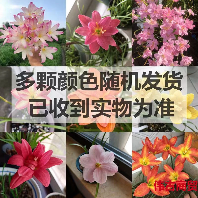 高质放青松绿植四季开花重瓣葱兰风雨球种苗庭院室内外好养绿植盆