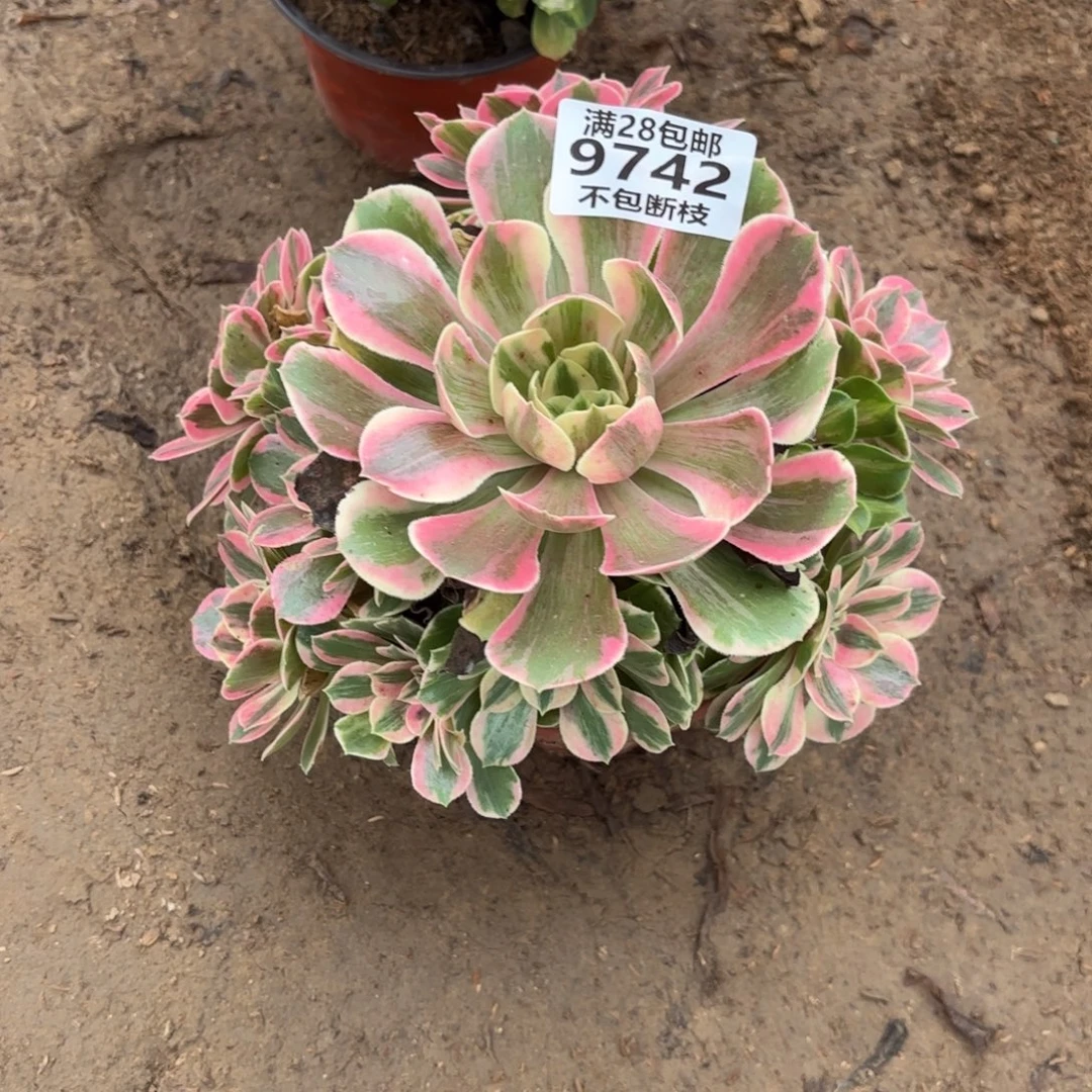 M. 9742女郎多肉12233