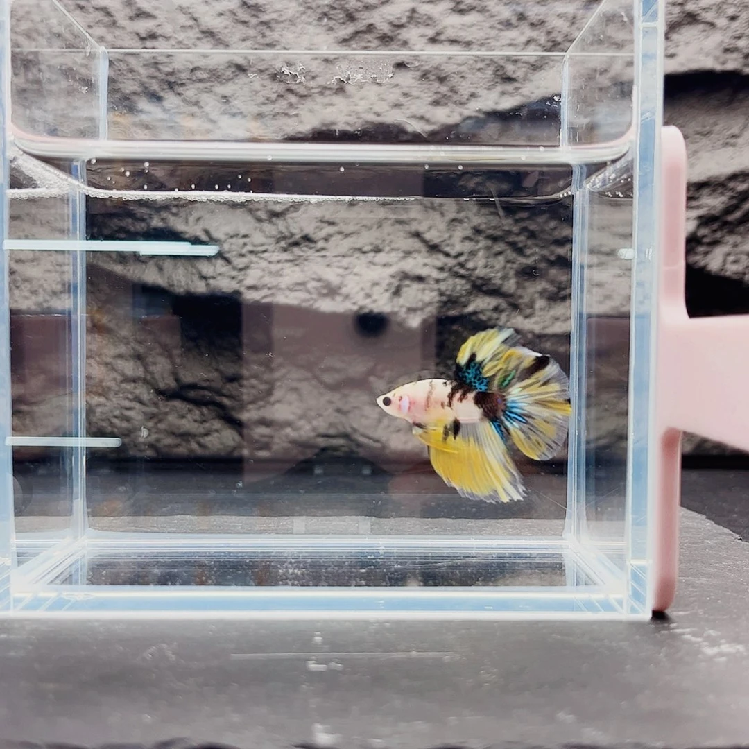 海水鱼宙斯斗鱼竞拍11-05