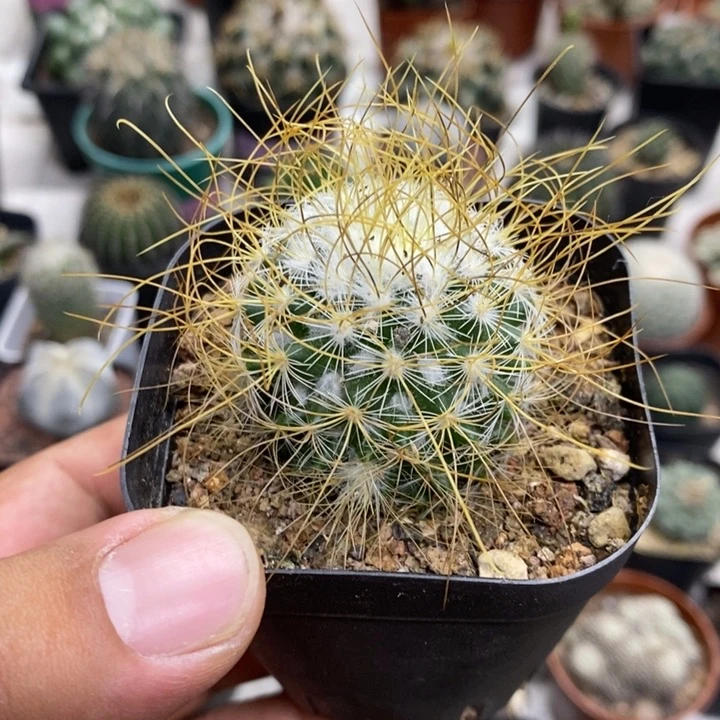 海泉狂刺特价福利