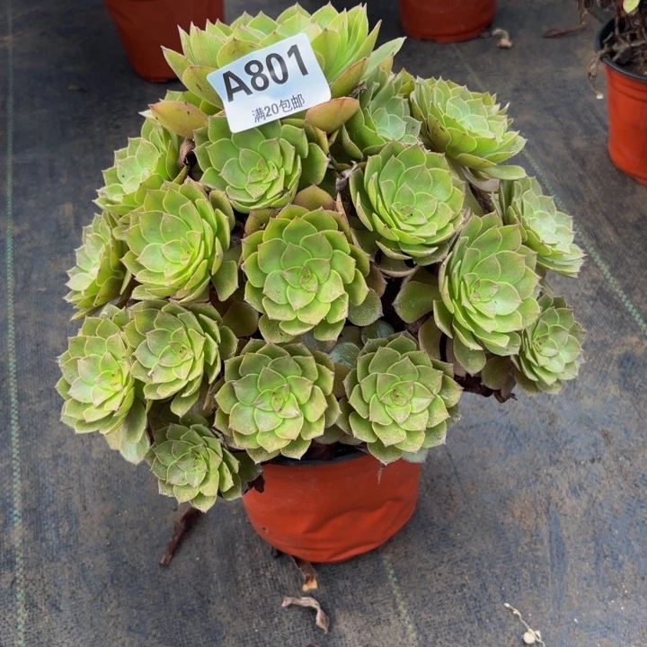 志***黍瑞妈多肉园艺801新版桃花石