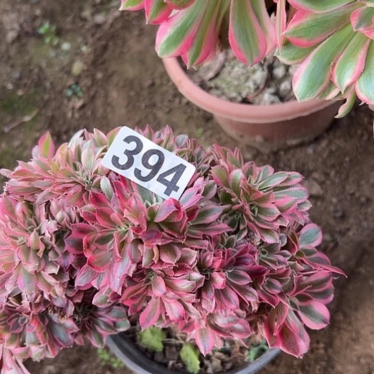 青***莲多肉植物一个女巫394