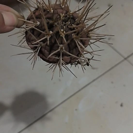 一物一拍，仙人球！！！