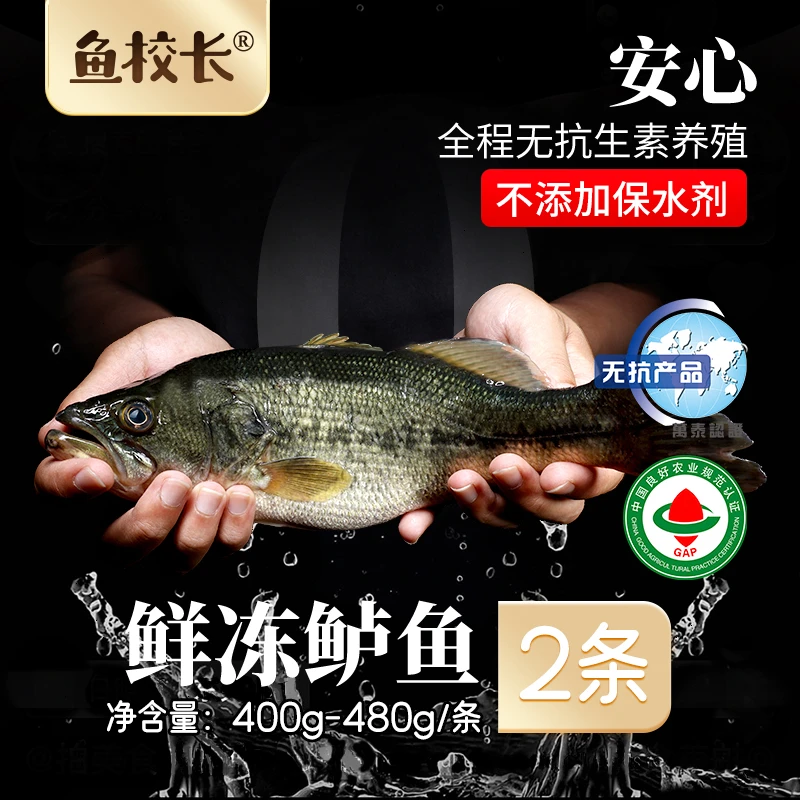 鱼校长【无抗养殖】淡水鲈鱼特大少刺鲜嫩营养鲜活冷冻宰杀三去开背