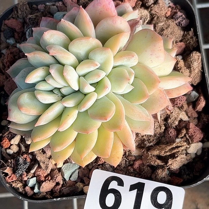 库**子多肉植物一物一拍