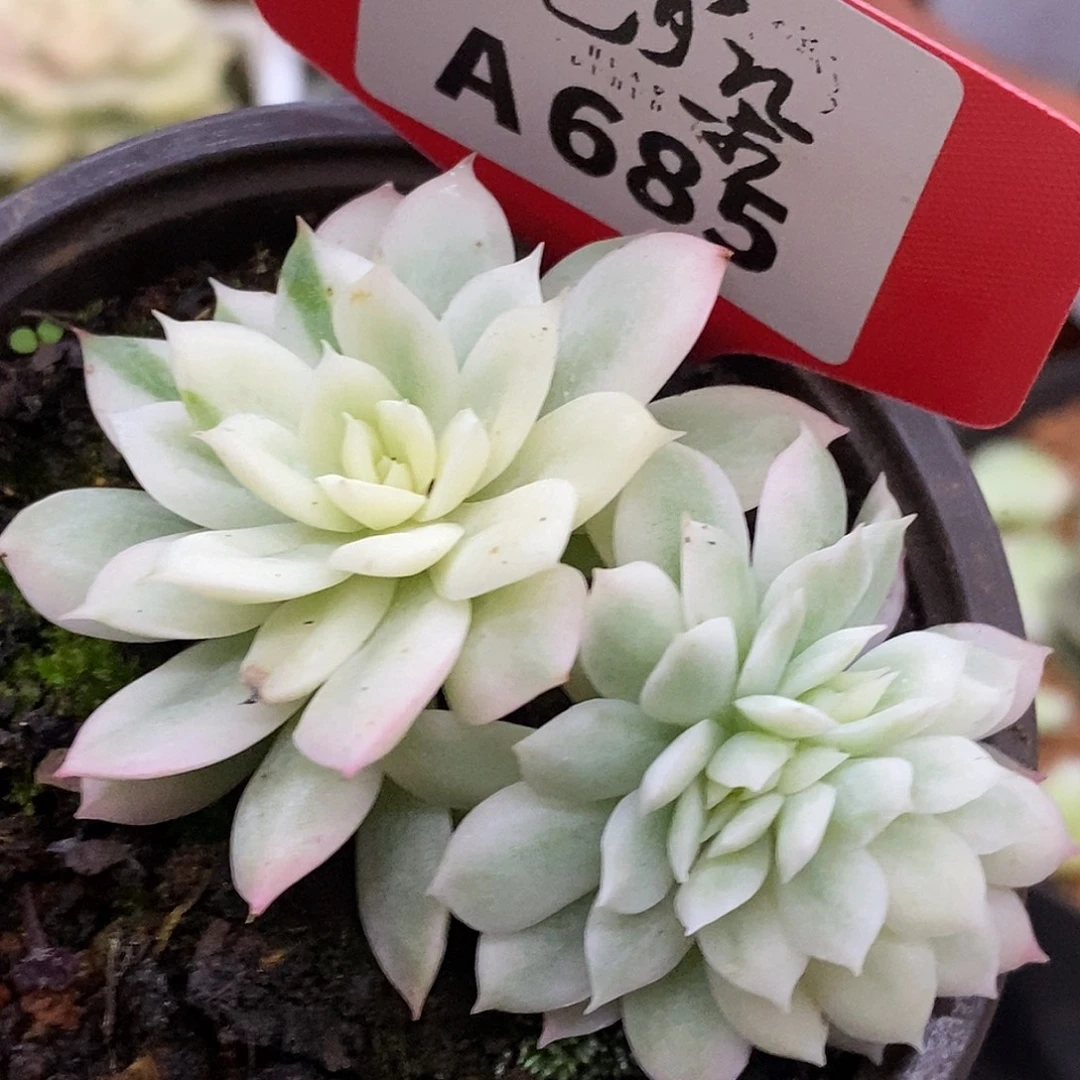 685缀哈哈哈哈哈哈
