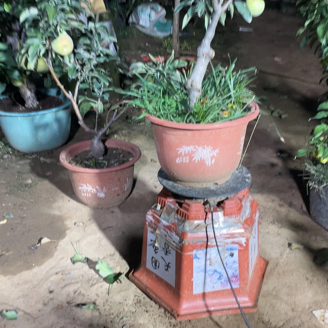 用***1苹果树一物一拍苹果树