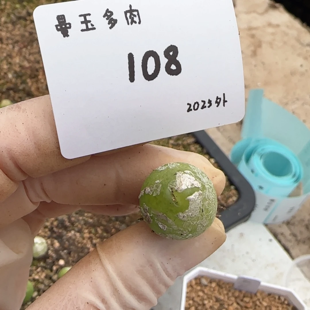 o**。多肉多肉多肉2025-108