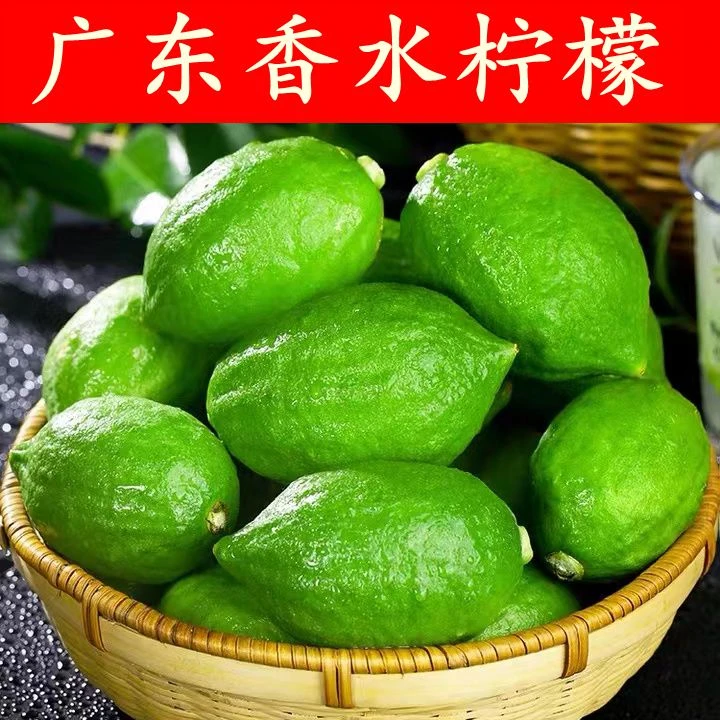 广东香水柠檬手打柠檬茶鸭屎香柠檬茶奶茶店摆摊专用5-10斤