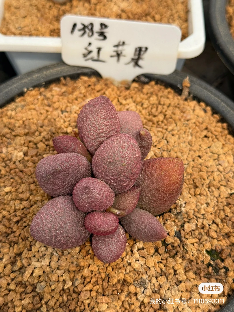 水泡类，个人的一点小嗜好多肉多肉盆栽多肉植物多肉花盆栽