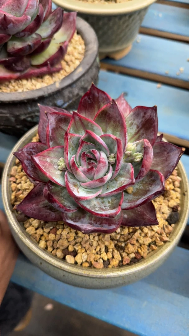 惊鸿多肉单头一物一拍