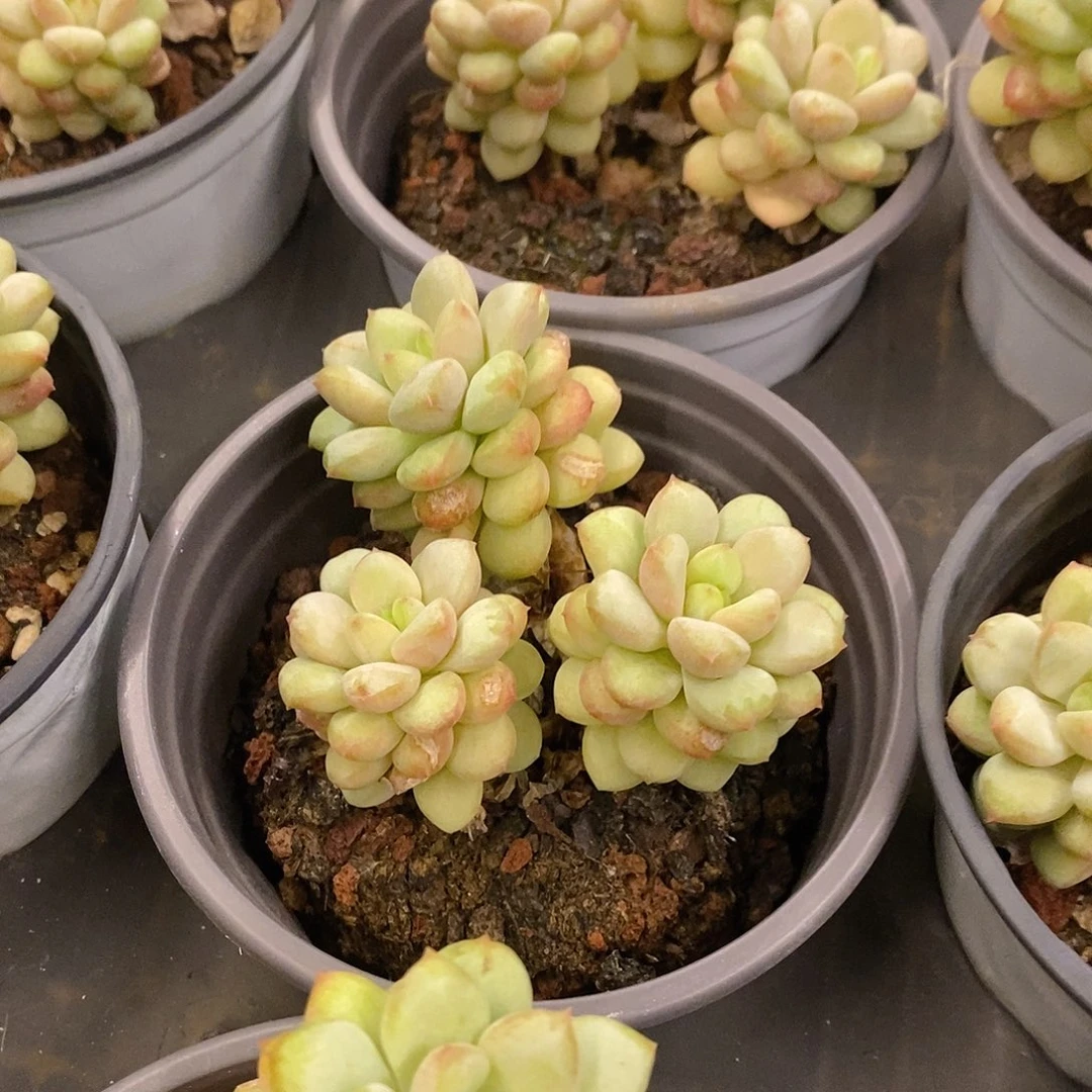 02。阳光玫瑰。福利多多