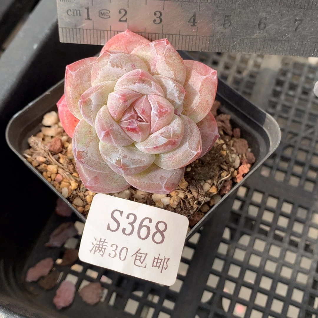 368。紫心老桩冰玉。