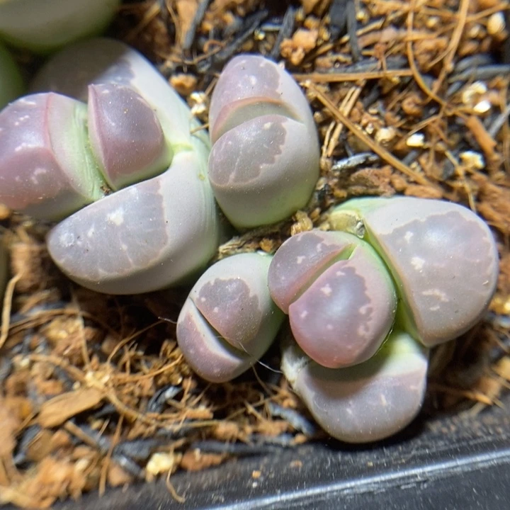漂亮粉橄榄特价秒