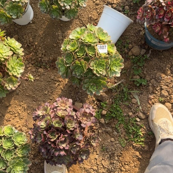 3807奶白清棚处理不包断货