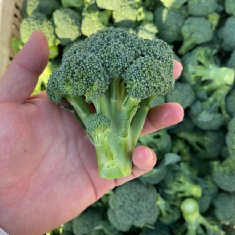 露天霜打西兰花 小耳花 新鲜西兰花 小西兰花3斤 30-50个装