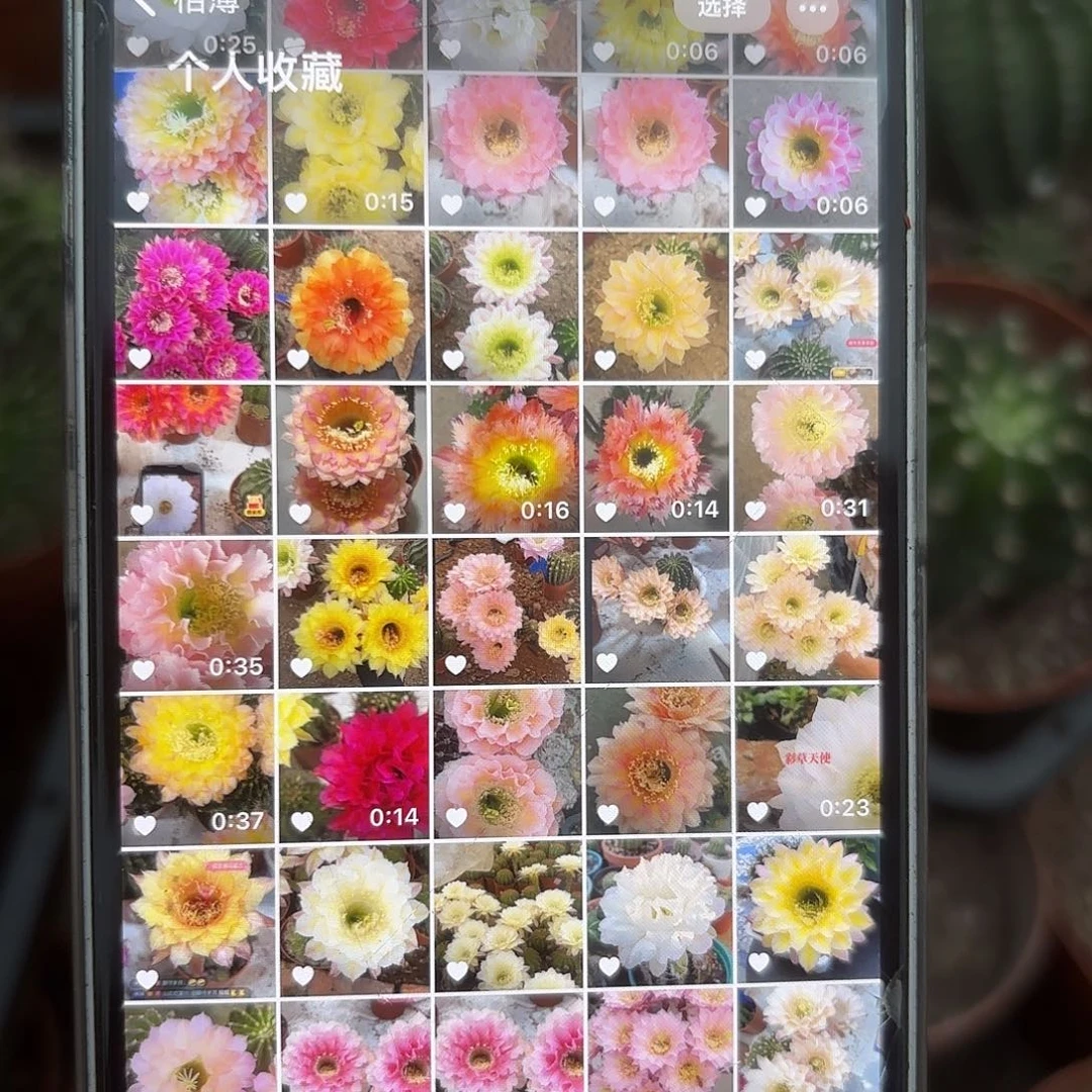 彩草实生新球7-8公分左右