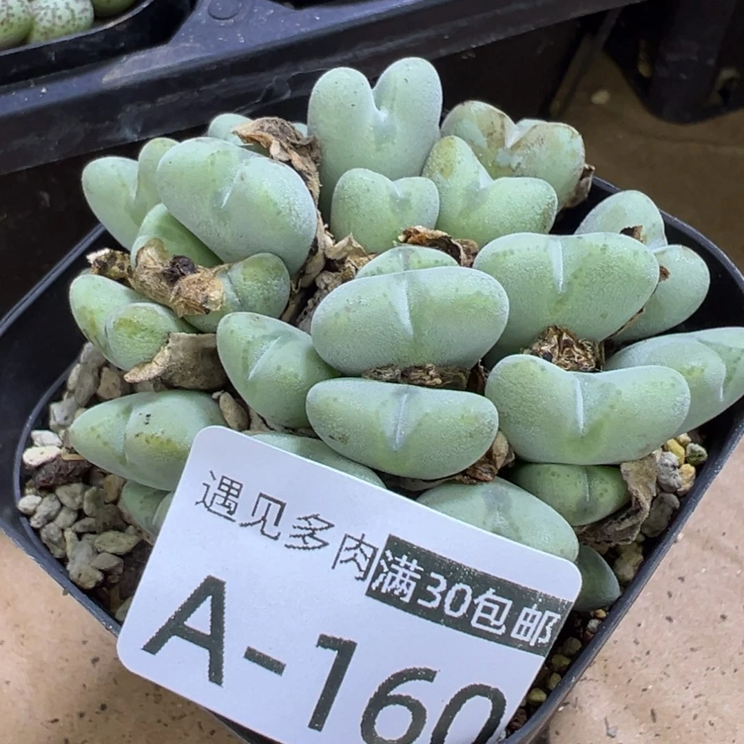 多肉植物1111111111111111