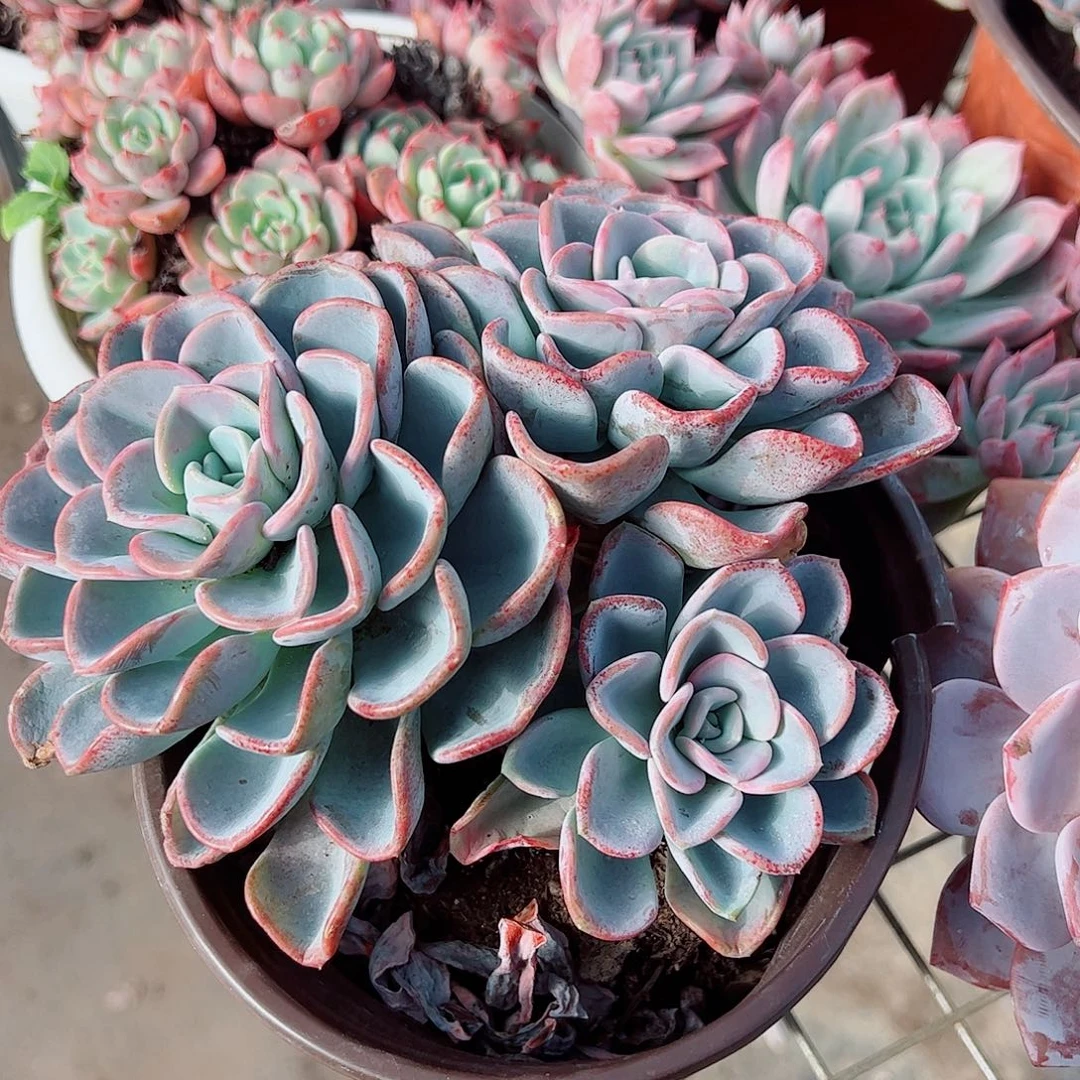 美尻多头群生老桩特价