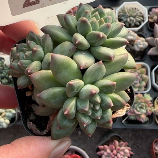 267甲骨文多肉植物多