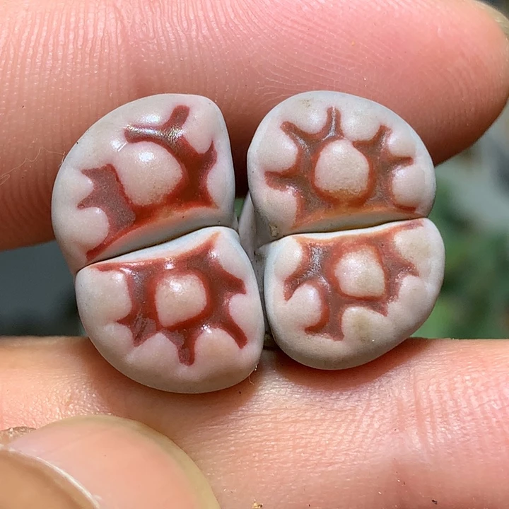 精品多肉植物精品多肉