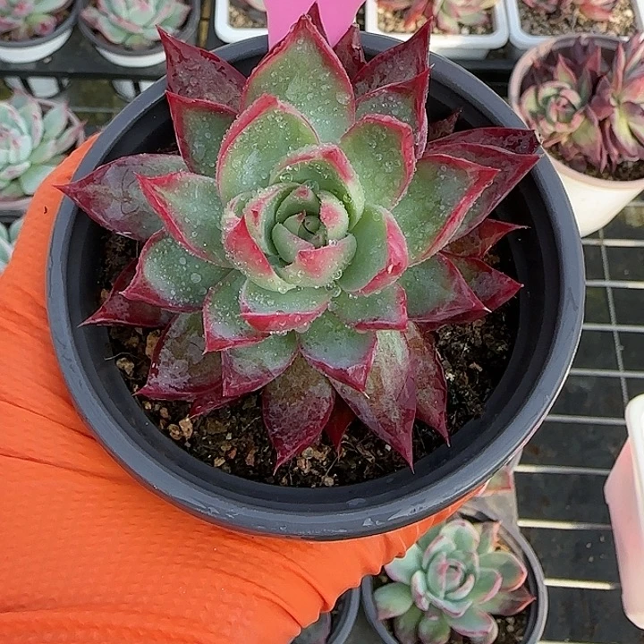 果***276 惊鸿仙子多肉植物6-9cm