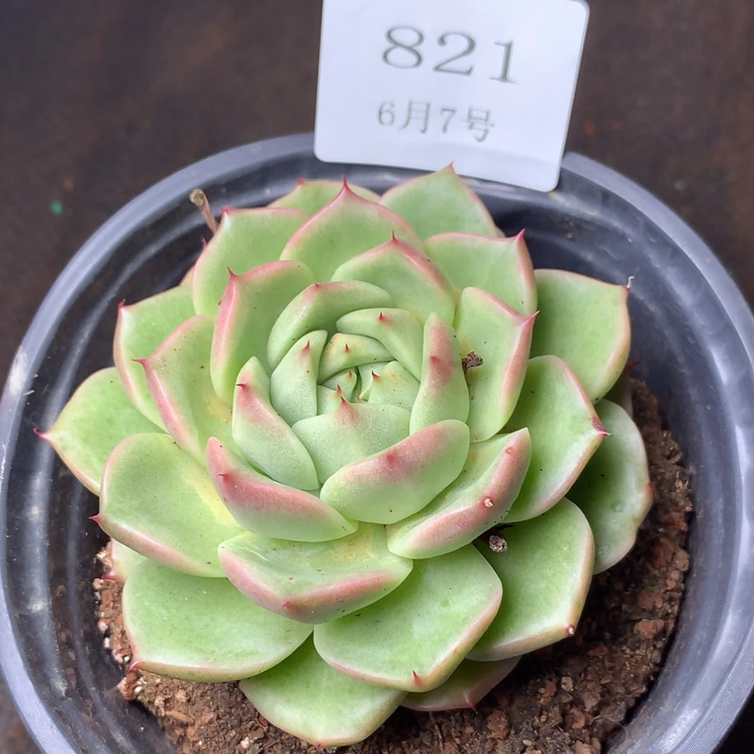 【闪购商品】云821号