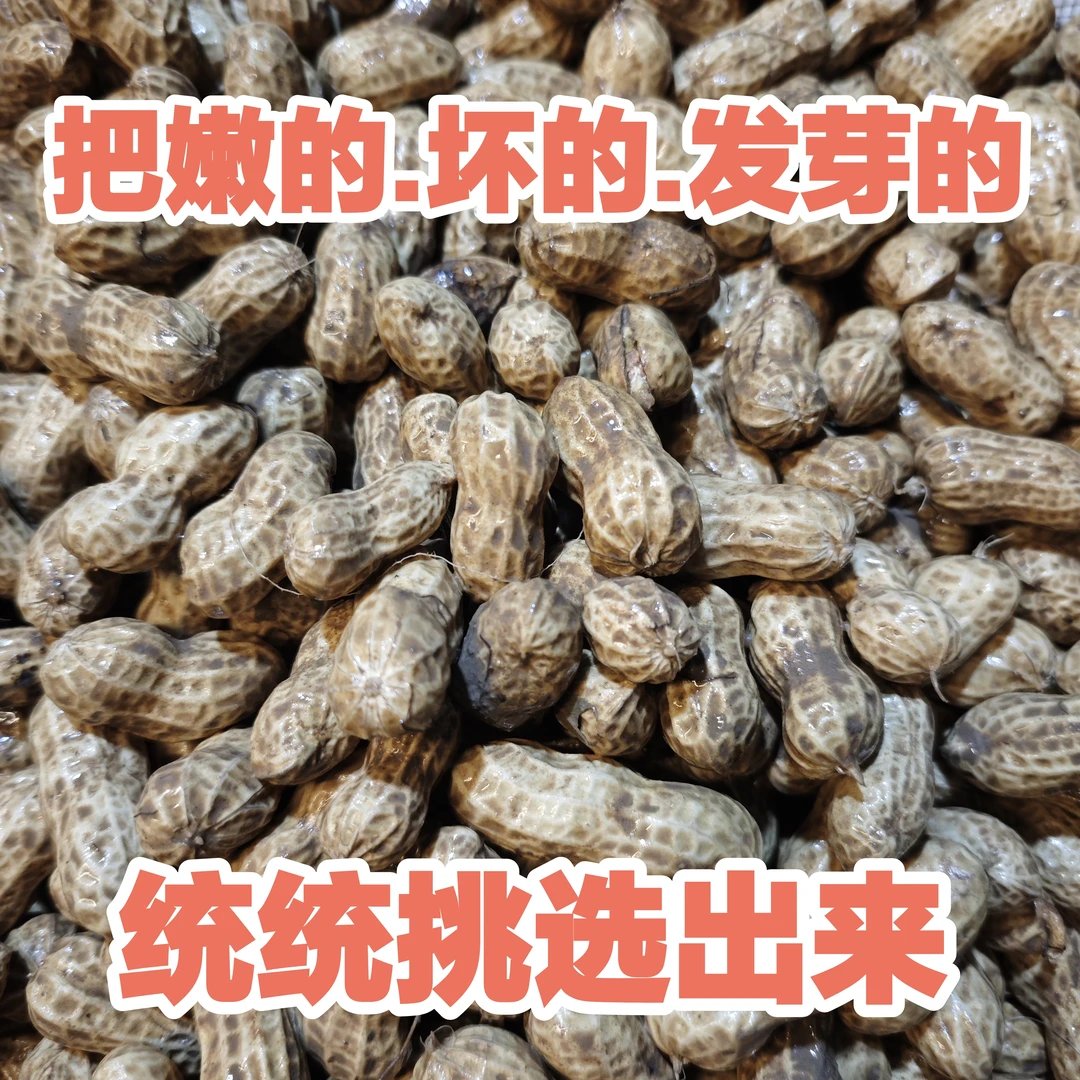 5斤3斤农家现挖自种新鲜花生带壳的新鲜花生湿花生可生吃可水煮