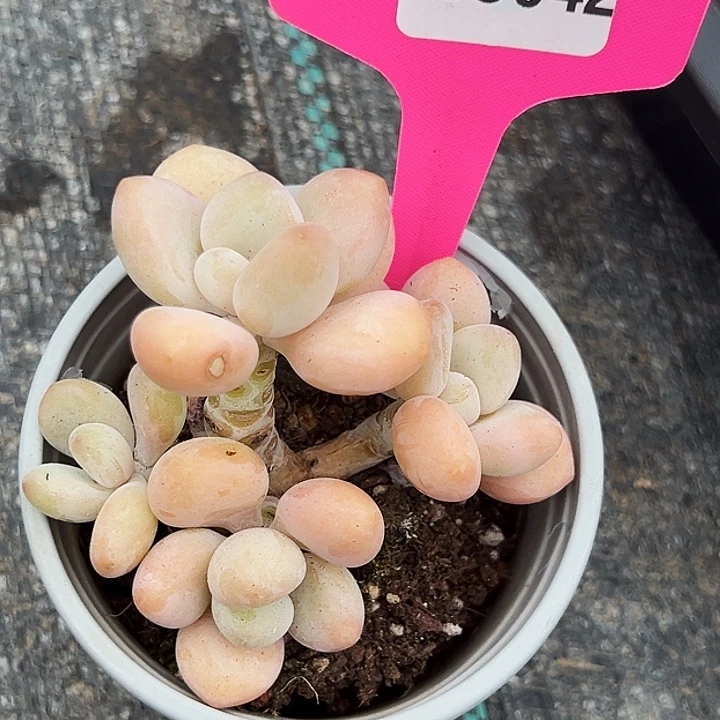 甜***味糖心       99042号