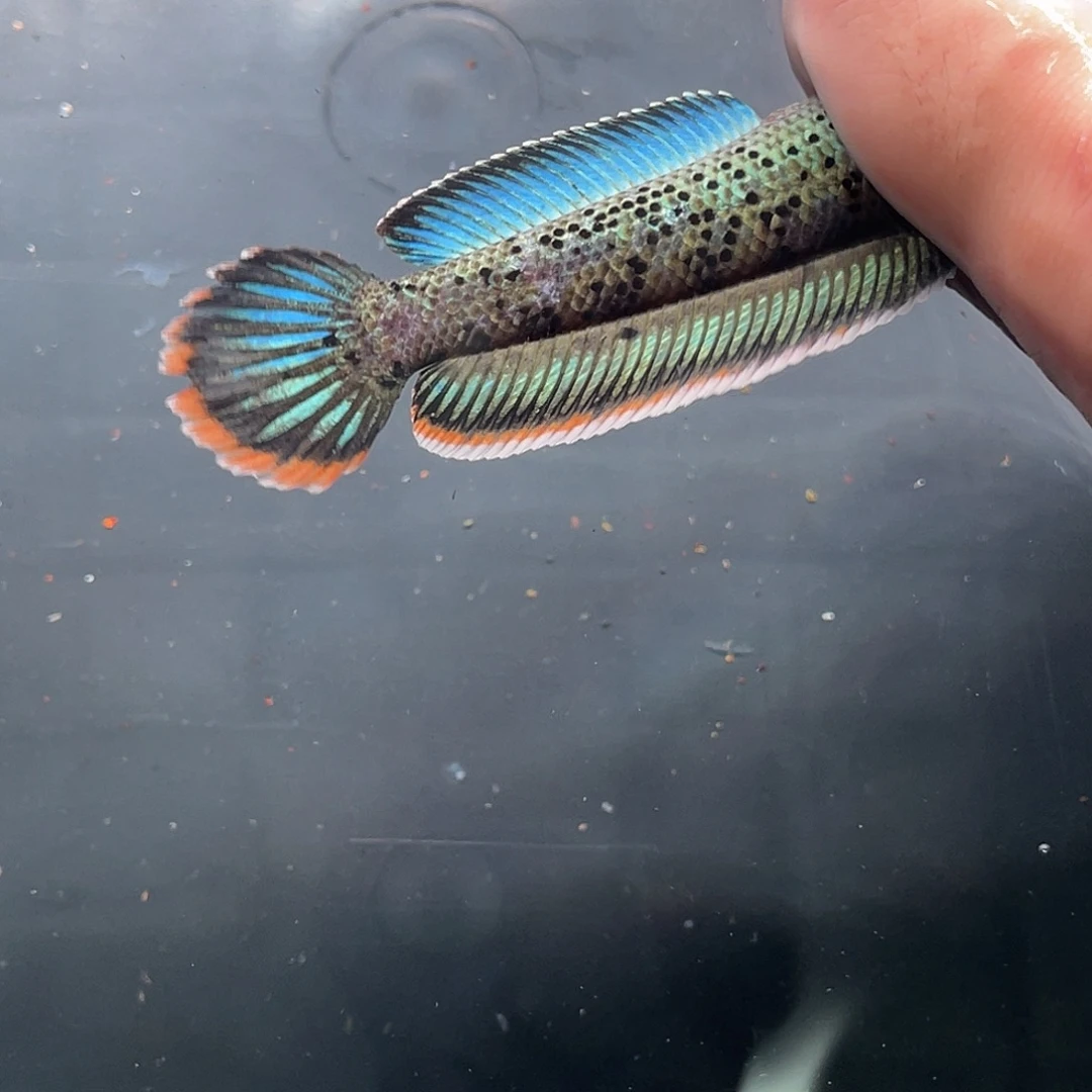 雷龙鱼39号111111111111