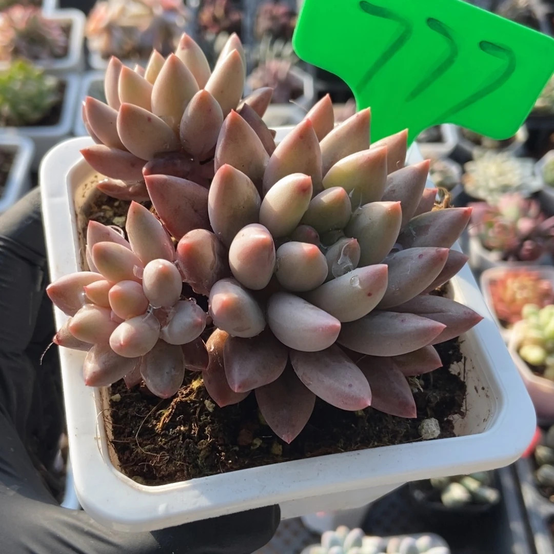 777车厘子多肉植物