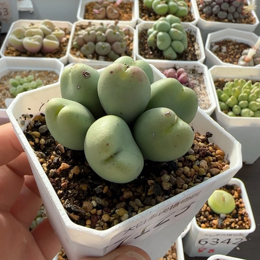7123 大白多肉植物园