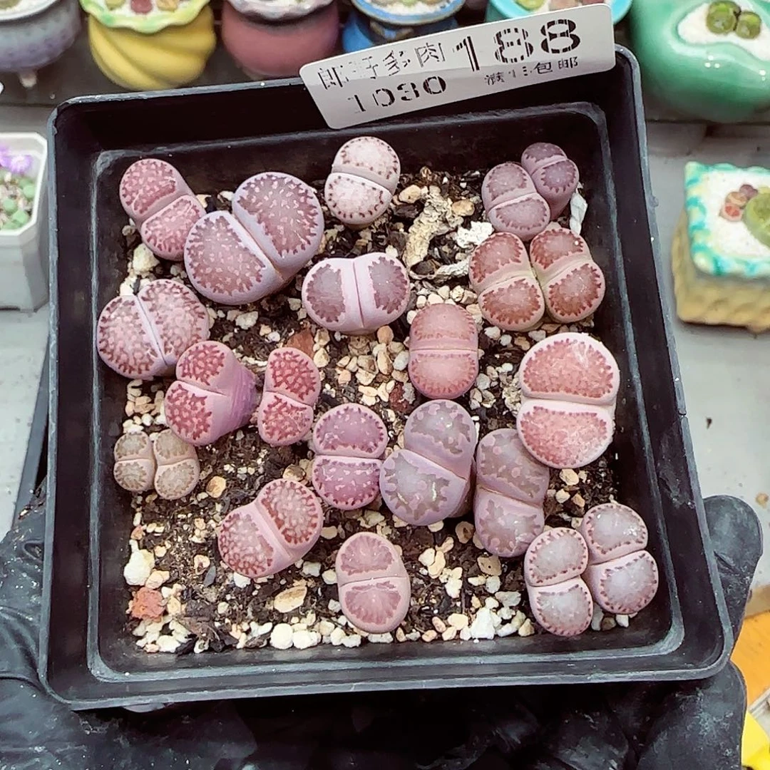 生石花满18包邮1030-188