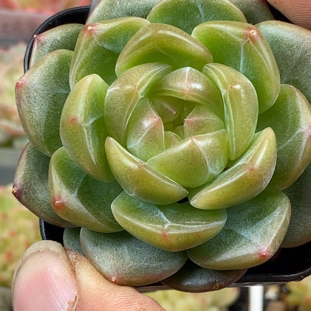 天官赐福百无禁忌