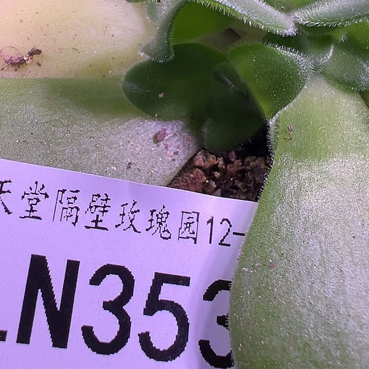 露妮353东方大G兔毛款侧芽-寄养